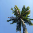 Palm tree Wallpapers