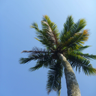 ikon Palm tree Wallpapers