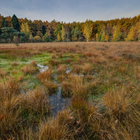 Swamp Wallpapers ícone