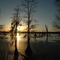 برنامه‌نما Swamp Wallpapers عکس از صفحه