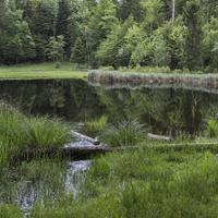 Swamp Wallpapers capture d'écran 2