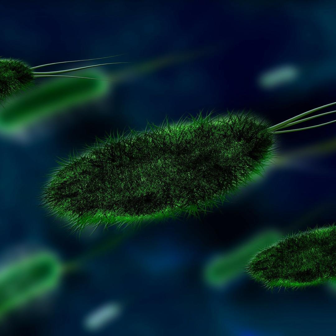 Bdellovibrio bacteriovorus. Фото тропические инфекции. Плотоядные бактерии телеграмм.