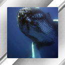 Whale Photo Frames APK