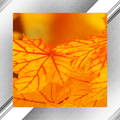 Yellow Photo Frames