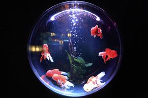 Aquarium Photo Frames পোস্টার