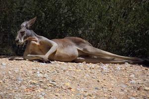 Australia Photo Frames تصوير الشاشة 3