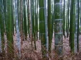 Bamboo Photo Frames captura de pantalla 3