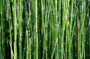 Bamboo Photo Frames स्क्रीनशॉट 2