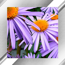 Blossom Photo Frames APK