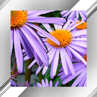 Blossom Photo Frames icon