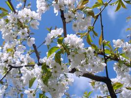 Blossom Photo Frames Cartaz