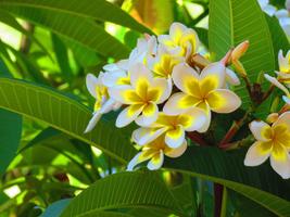 Blossom Photo Frames imagem de tela 2