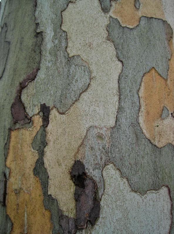 Camouflage Photo Frames Apk Free Photography App For Camouflage Photo Frames Poster