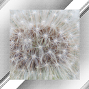 Dandelion Photo Frames APK