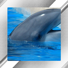 Dolphin Photo Frames icône
