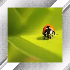 Ladybug Photo Frames