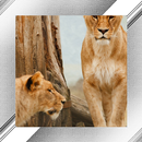 Lion Photo Frames APK