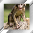 Monkey Photo Frames APK