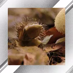 Mushroom Photo Frames アプリダウンロード