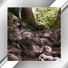 Nature Photo Frames أيقونة