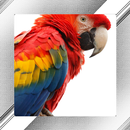 Parrot Photo Frames APK