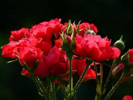 Rose Photo Frames capture d'écran 2