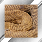 Snake Photo Frames Zeichen