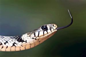 Snake Photo Frames Affiche