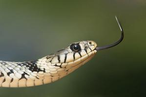 2 Schermata Snake Photo Frames