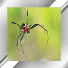 Spider Photo Frames icône