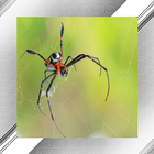 Spider Photo Frames أيقونة