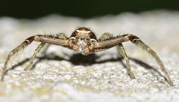 Spider Photo Frames capture d'écran 3