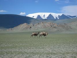 Steppe Photo Frames capture d'écran 3