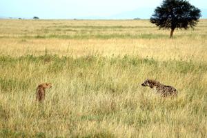 Steppe Photo Frames captura de pantalla 1