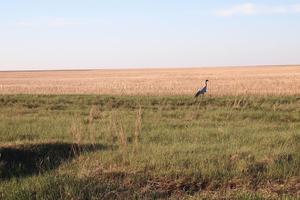 Steppe Photo Frames capture d'écran 2