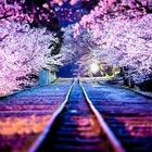 آیکون‌ Cherry Blossom Live Wallpaper