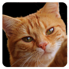 Cat pictures - World of Cats icon