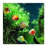 S5 Active Wallpapers