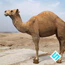 Rapid Camel Simulator APK