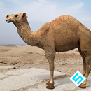 Rapid Camel Simulator-APK