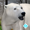 ”Polar Bear Simulator
