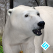 Polar Bear Simulator