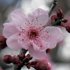 Sakura ağacı lwp simgesi