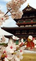 Sakura Wallpaper, Lock Screen bài đăng