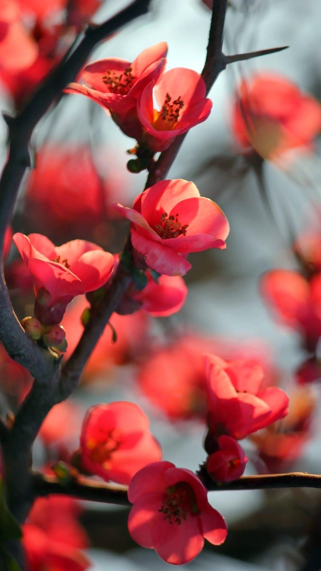 Красивые картинки на заставку экрана телефона. Хонор Сакура. Красный цветок. Ярко красные цветы.