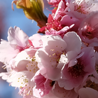 Sakura lwp biểu tượng