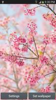 Sakura Live Wallpaper 스크린샷 1