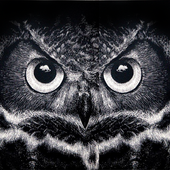 Night Owl Wallpaper icon