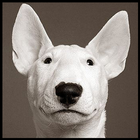 Bull Terrier Wallpaper icône