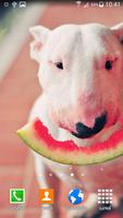 Bull Terrier Wallpaper 海報